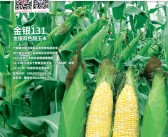 2025广东种博会、第二十四届广东种业博览会会刊-参展商名录